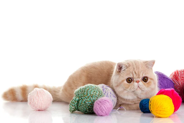 Perzisch-exotische kat geïsoleerd met ballen van verschillende kleuren — Stockfoto