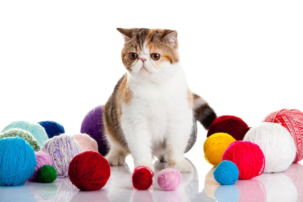 Persian exotic cat isolated with balls of different colours — Stock Photo, Image