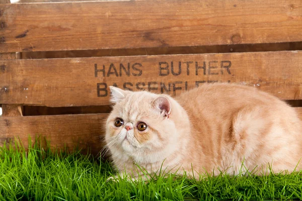Krásná kočka dřevěný box izolovaných na bílém pozadí — Stock fotografie