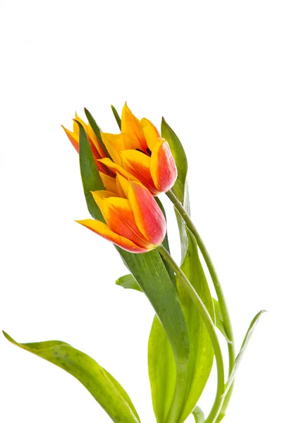 Tulips isolated on white background. colors — Stock Photo, Image