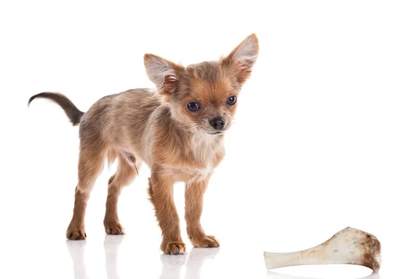 Chihuahua and bone isolated on white background — Stock Photo, Image