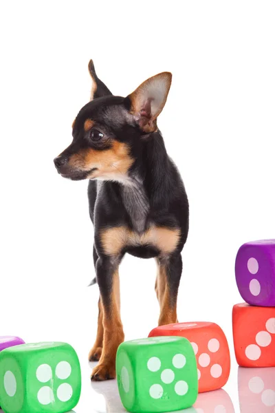 Chihuahua and cubes isolated on white background — Stock Photo, Image