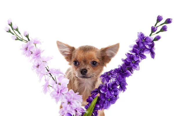 Chihuahua e fiori isolati su sfondo bianco — Foto Stock