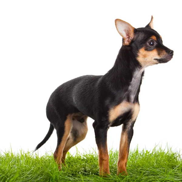 Chihuahua on green gras isolated on white background — Stock Photo, Image