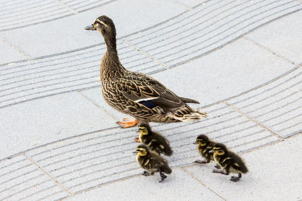 Pato con ducklings.walk en la ciudad — Stockfoto