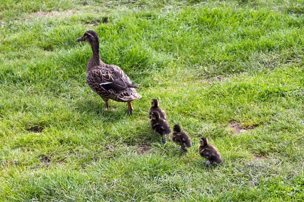 Pato com ducklings.walk na cidade — Fotografia de Stock