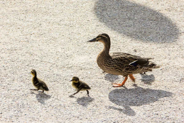 Kachna s ducklings.walk v městě — Stock fotografie