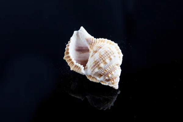 Seashells em fundo preto — Fotografia de Stock