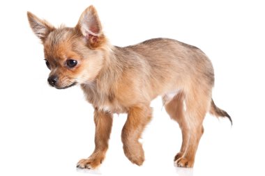 Chihuahua beyaz arka planda izole edilmiş.
