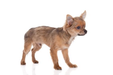 Chihuahua beyaz arka planda izole edilmiş.