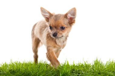 Chihuahua üzerinde yeşil ciğeri beyaz zemin üzerine izole