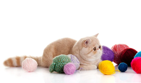 Persische exotische Katze isoliert mit Bällen in verschiedenen Farben — Stockfoto