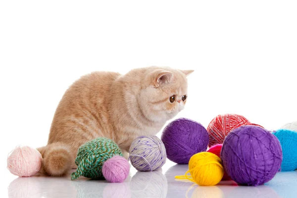 Gatto esotico persiano isolato con palline di diversi colori — Foto Stock