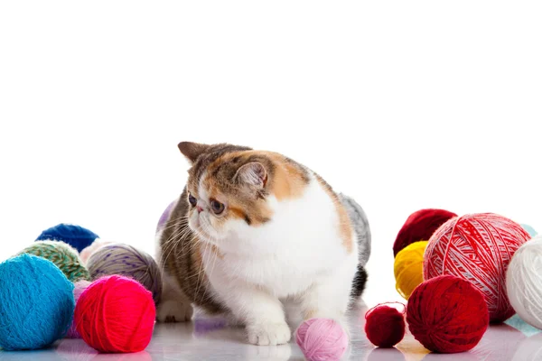 Perská exotická kočka izolované s míčky různých barev — Stock fotografie