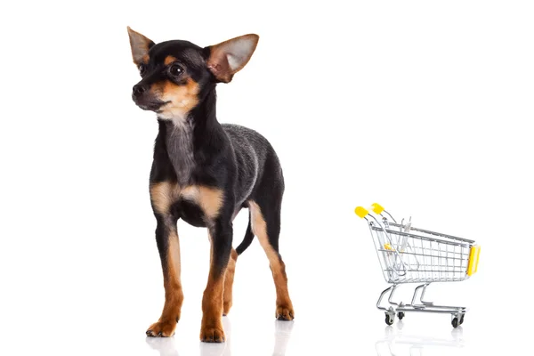 Chihuahua with shopping trolly isolated on white background — Stock Photo, Image