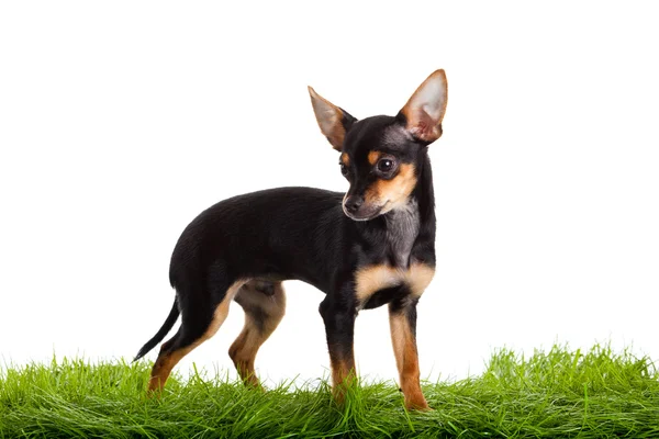 Chihuahua op groen gras geïsoleerd op witte achtergrond — Stockfoto