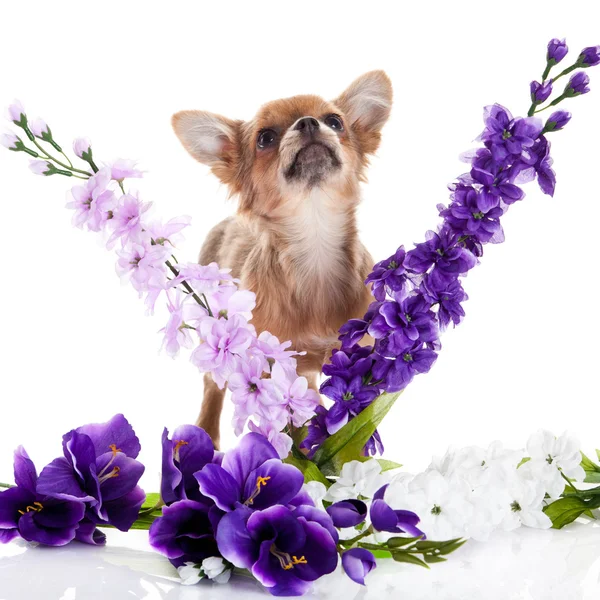 Chihuahua e fiori isolati su sfondo bianco — Foto Stock