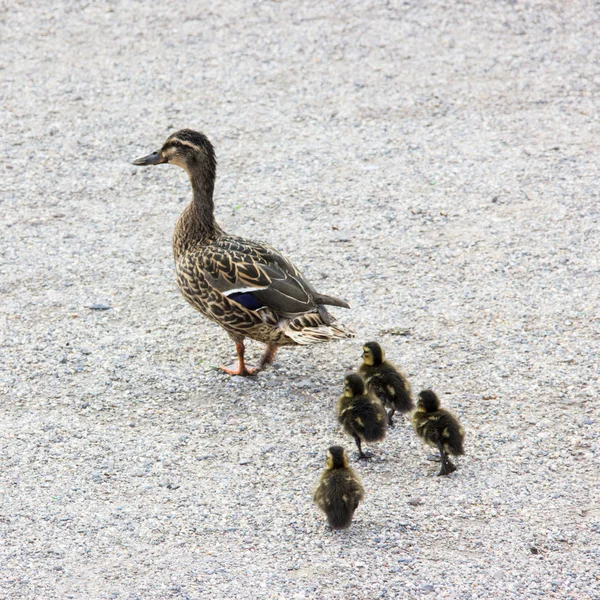 Kaczka z ducklings.walk w mieście — Zdjęcie stockowe