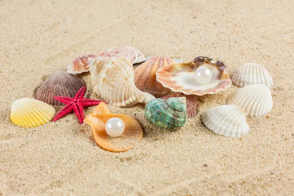 Muscheln und Seesterne auf Sand — Stockfoto