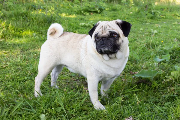 Cão pug ao ar livre — Fotografia de Stock