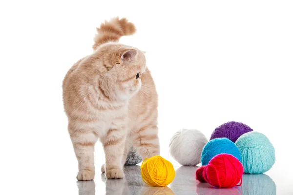 Persian exotic cat isolated with balls of different colours — Stock Photo, Image