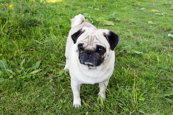 Cão pug ao ar livre — Fotografia de Stock