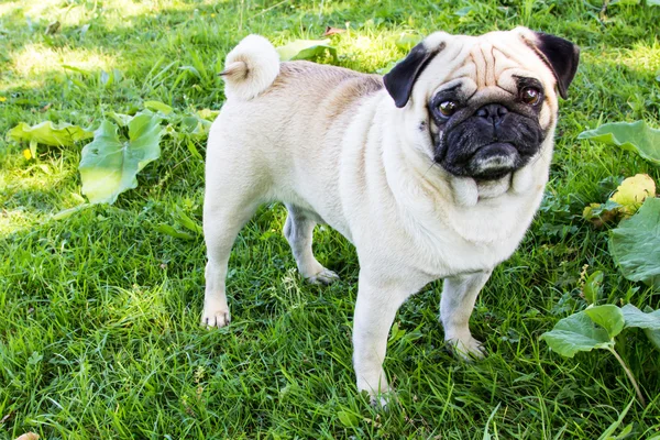 Cão pug ao ar livre — Fotografia de Stock