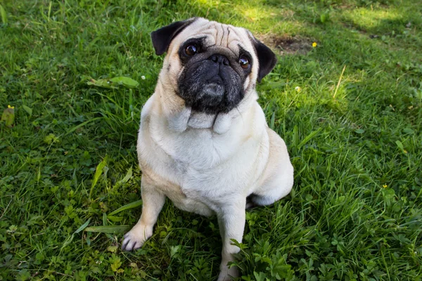 Cão pug ao ar livre — Fotografia de Stock