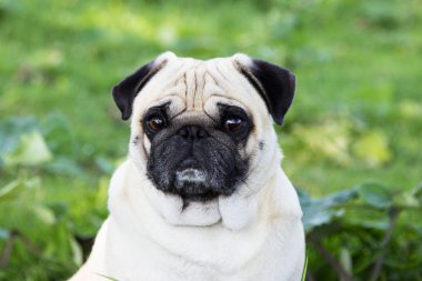 Pug köpek açık
