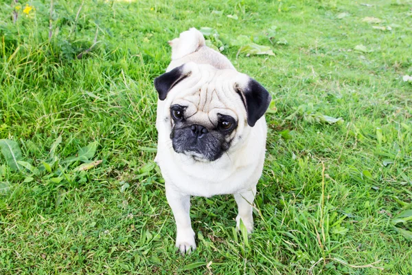 Cão pug ao ar livre — Fotografia de Stock