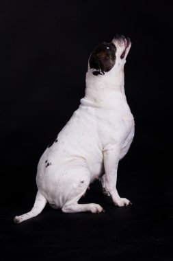 siyah arka plan üzerine Amerikan bulldog