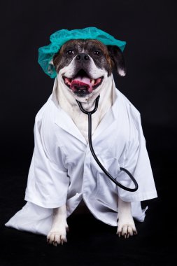 Amerikan bulldog arka plan siyah bir doktor