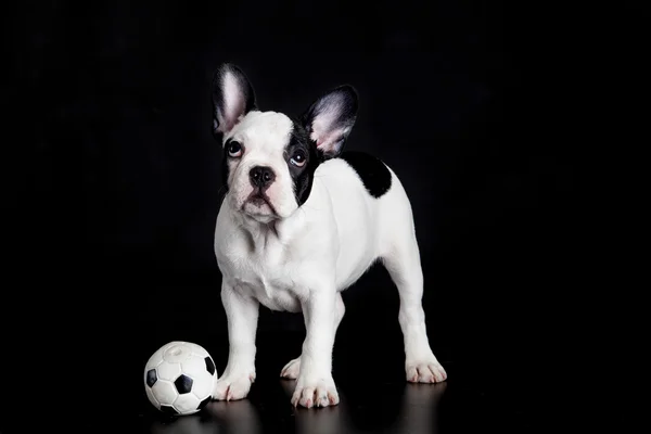 Bulldog francese su sfondo bianco — Foto Stock