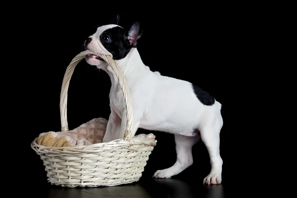 French bulldog with basket isolated on black background — Stock Photo, Image