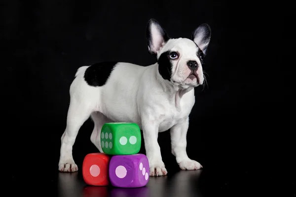 Bulldog francese con dadi isolati su sfondo nero — Foto Stock