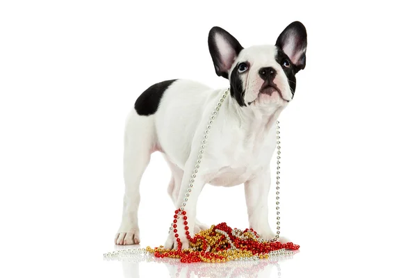 French bulldog with beads isolated on white background — Stock Photo, Image
