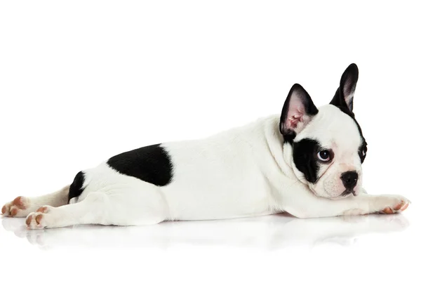 Ranskalainen bulldog eristetty valkoisella taustalla — kuvapankkivalokuva