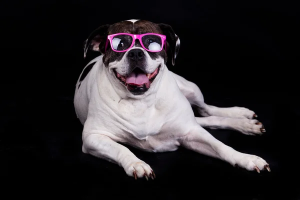 Amerikansk bulldog på svart bakgrund glasögon hår — Stockfoto