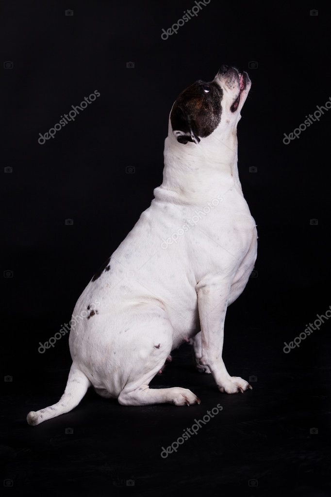 American Bulldog On Black Background Stock Photo Nemez210769