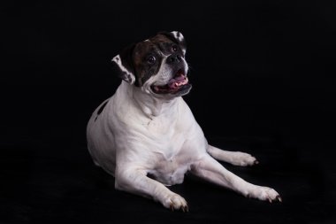 siyah arka plan üzerine Amerikan bulldog