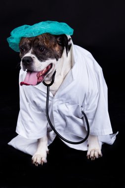 Amerikan bulldog arka plan siyah bir doktor