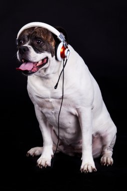 siyah arka plan üzerine Amerikan bulldog