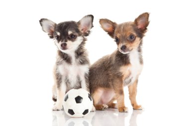 Chihuahua beyaz arka planda izole edilmiş.