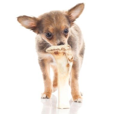 Chihuahua beyaz arka planda izole edilmiş.