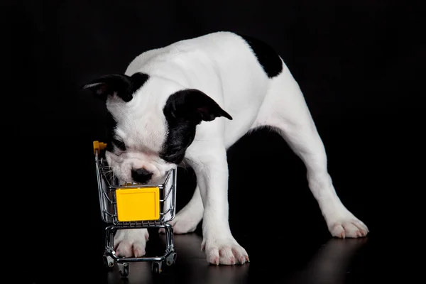 Bulldog francés con carrito de compras sobre fondo negro —  Fotos de Stock