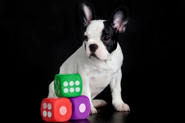 French bulldog with dices isolated on black background — Stock Photo, Image
