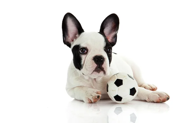 French bulldog on white background — Stock Photo, Image