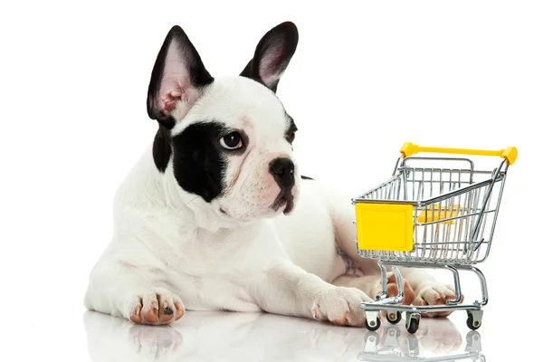 Bulldog francês com carrinho de compras isolado no fundo branco — Fotografia de Stock