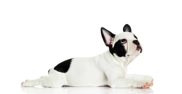 Bulldog francés aislado sobre fondo blanco — Foto de Stock