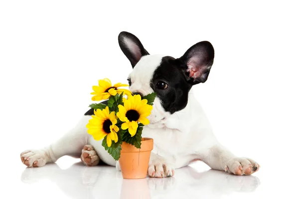 Franse bulldog met bloemen geïsoleerd op witte achtergrond — Stockfoto